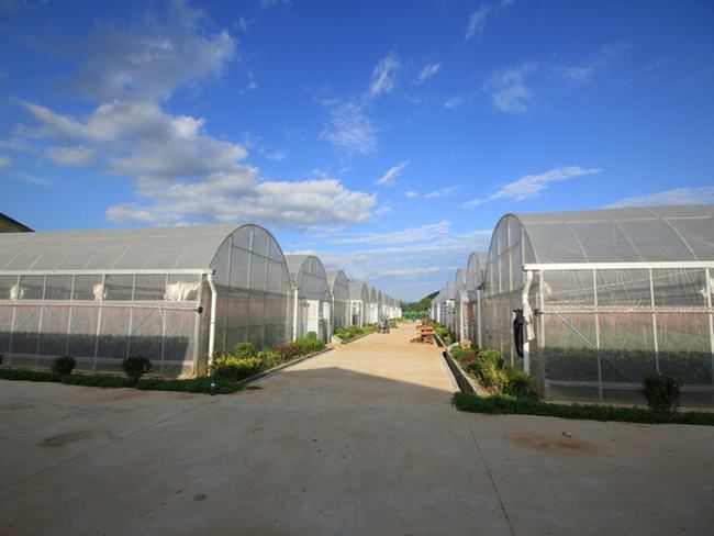 2013年建成的洛南烟草公司烟叶育苗基地